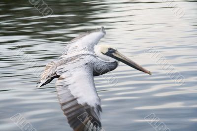 Flight of white pelican Flight of white pelican