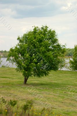 Lonely tree