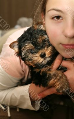 Yorkshire terrier