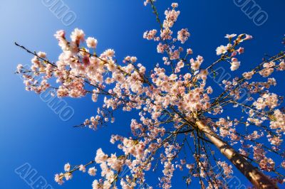 Weeping cherry