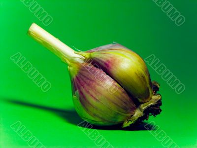 Garlic