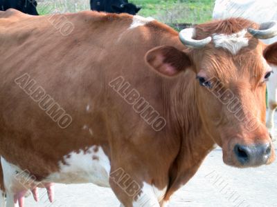 The cow The cow