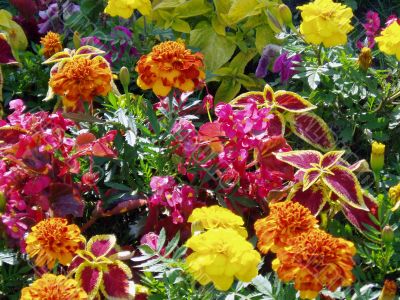 flowerses flowerses