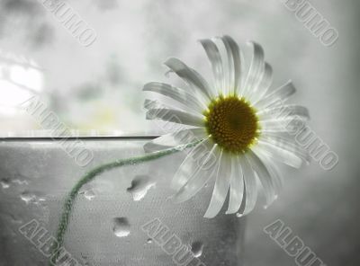 Lonely camomile