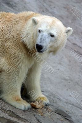  Polar bear
