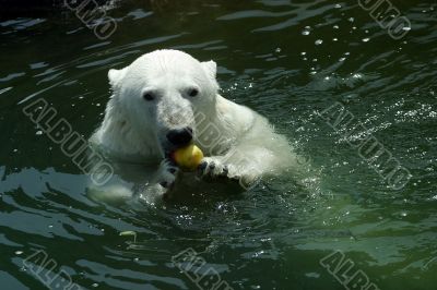 Polar bear -gourmet