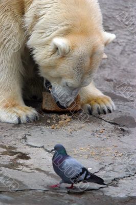Bear and pigeon