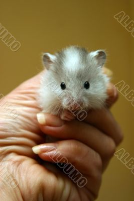 Hamster