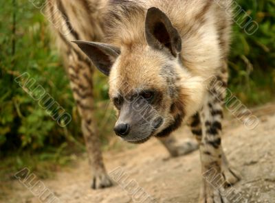 Hyena