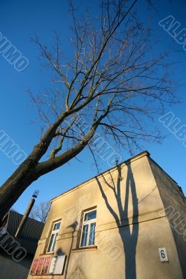 Building and tree