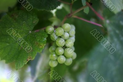 Cluster of a grapes
