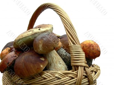 Basket full of mushrooms