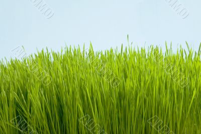 green conservation grass
