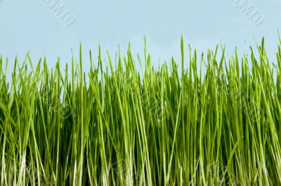 green conservation grass