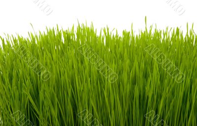 green conservation grass