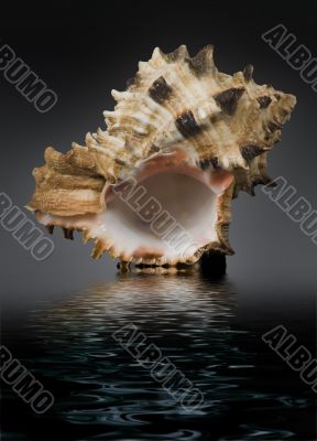 seashell seashell