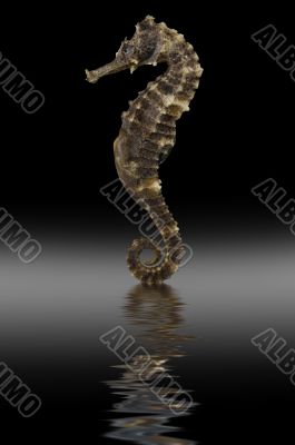 sea horse