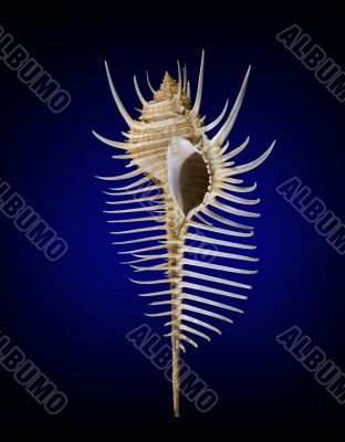 seashell seashell