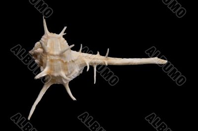 seashell seashell