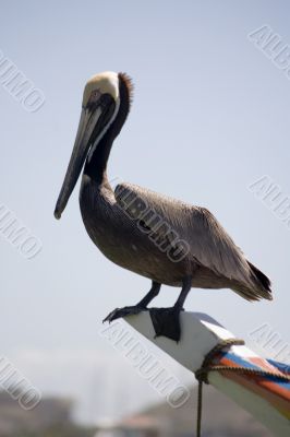 bird, pelican