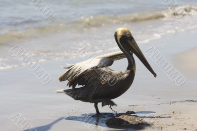 bird, pelican