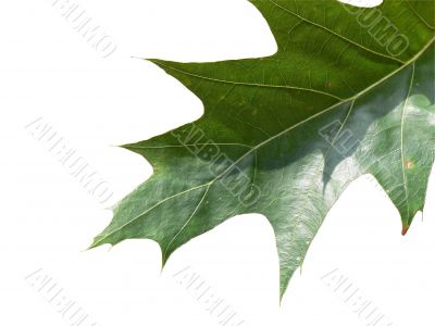 Isolated leaf