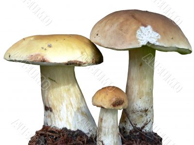 Isolated mushrooms Isolated mushrooms