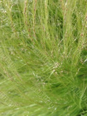 Grass. Background