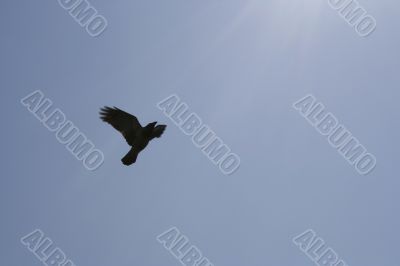 Bird flying up to the sun