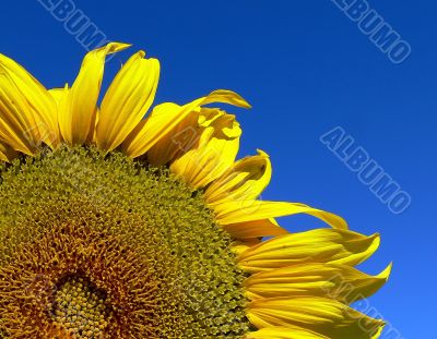 Sunflower Sunflower