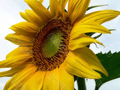Sunflower Sunflower