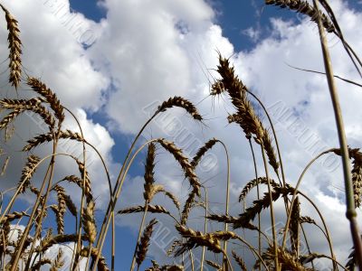 Harvest Harvest