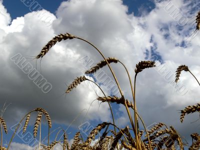 Harvest Harvest