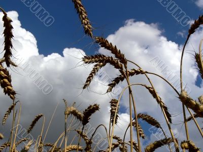 Harvest Harvest