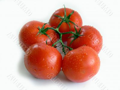 Tomatoes Tomatoes