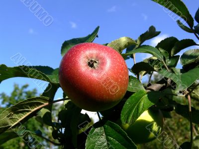 Apple Apple