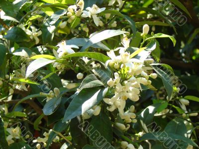 Flowers of a tangerine