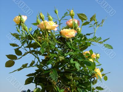 Bush of yellow roses