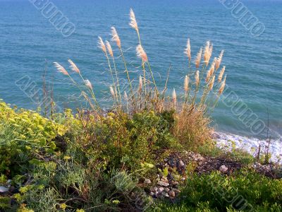 Coast of Mediterranean sea