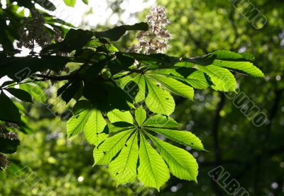 Leaves of a chestnut