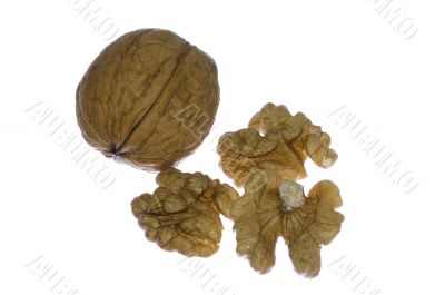 walnut