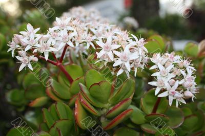 blossoming Dollar Plant