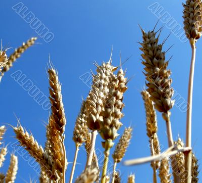 Wheat Wheat
