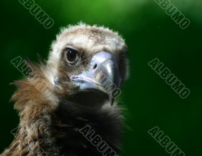 Portrait of an eagle