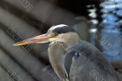 Heron