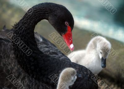 Swan with nestlings