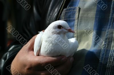 White pigeon