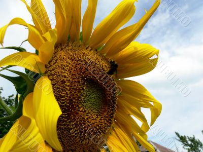 Bee on sunflower