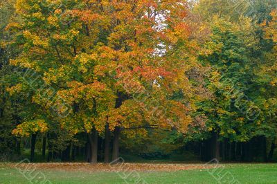 Multi-coloured trees