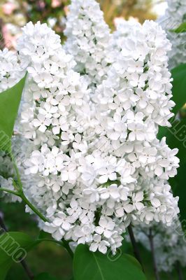 White lilac flowers